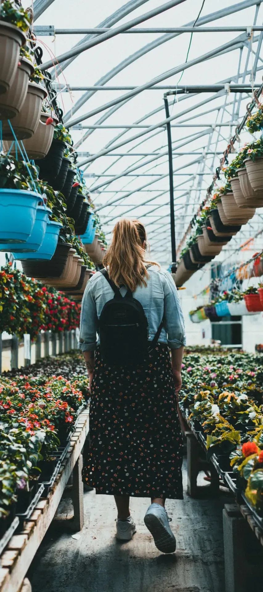 Customer walking through a greenhouse of flowering plants