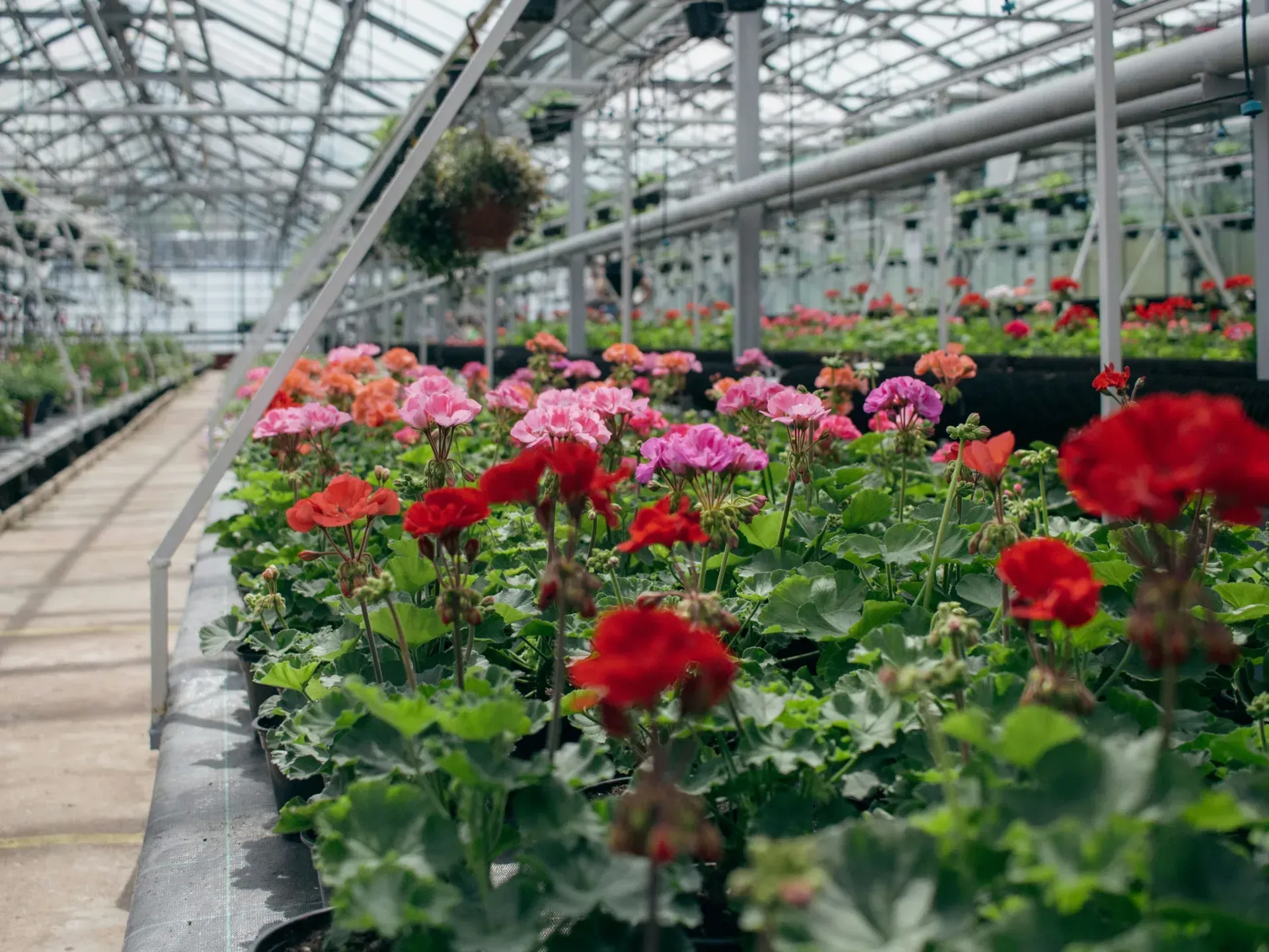 Benches of red and pink geraniums under the steel frame of a glasshouse.